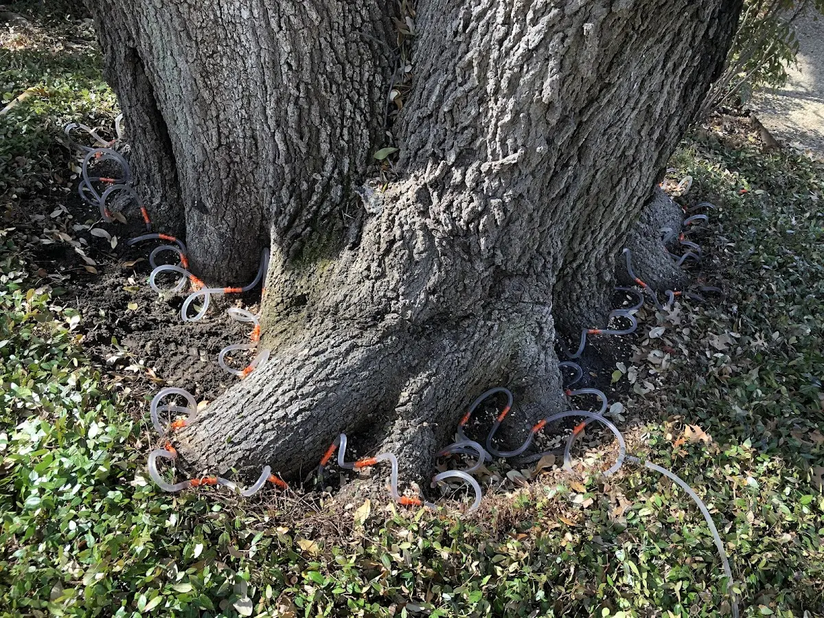 Detailed Tree Cabling and Bracing job site in Goodells